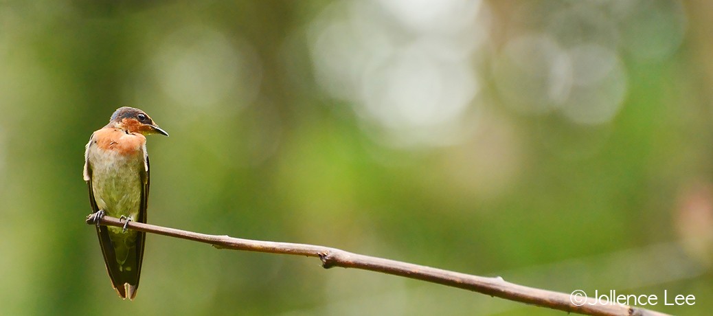 Pacific Swallow