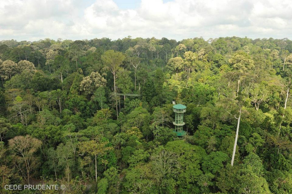 canopy walk