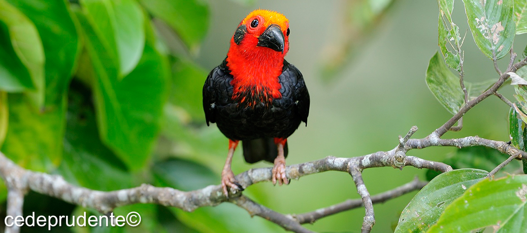 STAR BIRDS OF BORNEO