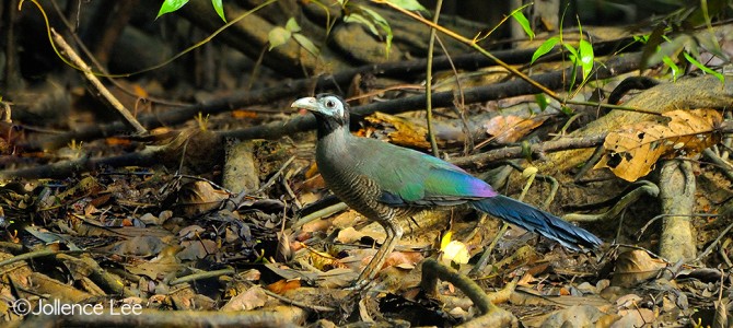 Borneo Ground Cuckoo