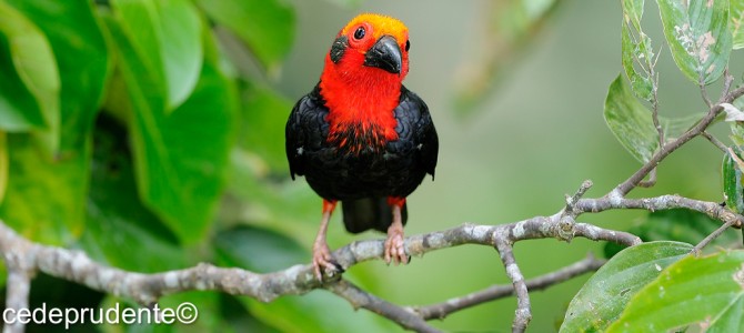 STAR BIRDS OF BORNEO